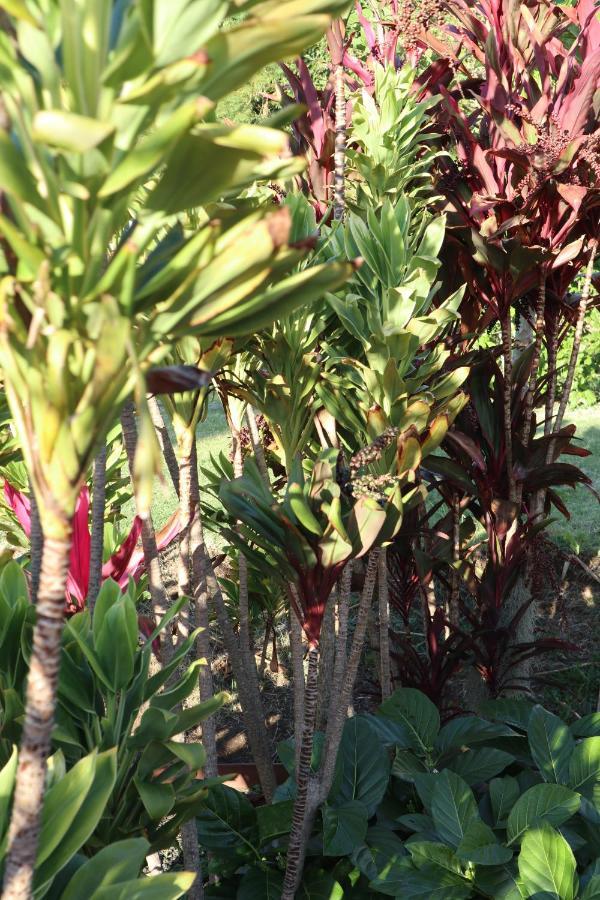 Makawao ゴッズ ピース オブ マウイ Bed & Breakfast エクステリア 写真